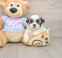 7 week old Teddy Bear Puppy For Sale - Fairfield Furbabies