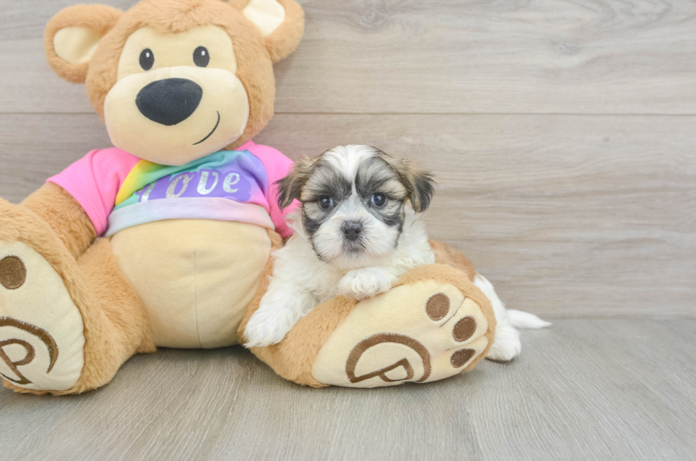 6 week old Teddy Bear Puppy For Sale - Fairfield Furbabies
