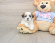 9 week old Teddy Bear Puppy For Sale - Fairfield Furbabies