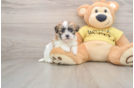 Happy Teddy Bear Baby