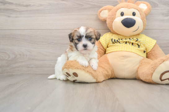 Happy Teddy Bear Baby