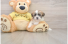 Teddy Bear Puppy for Adoption