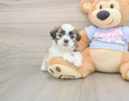 9 week old Teddy Bear Puppy For Sale - Fairfield Furbabies