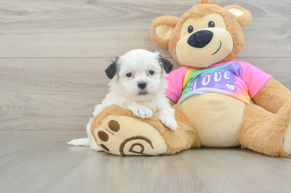 5 week old Teddy Bear Puppy For Sale - Fairfield Furbabies