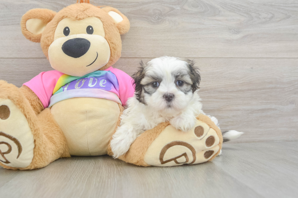 6 week old Teddy Bear Puppy For Sale - Fairfield Furbabies