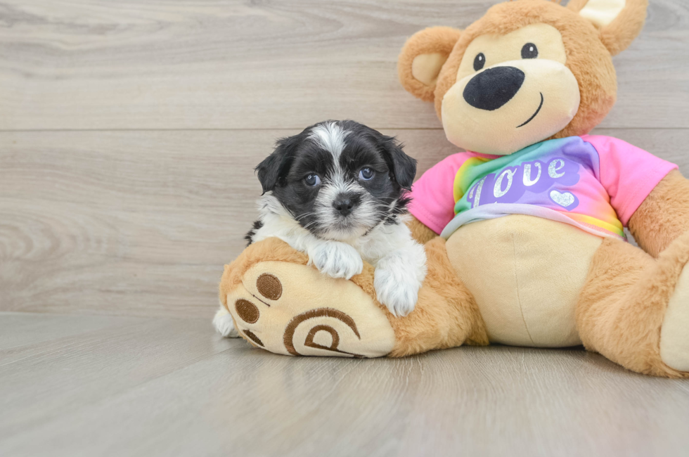 5 week old Teddy Bear Puppy For Sale - Fairfield Furbabies