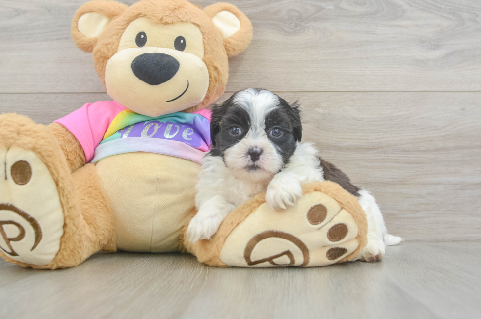 6 week old Teddy Bear Puppy For Sale - Fairfield Furbabies