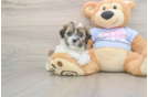 Teddy Bear Puppy for Adoption