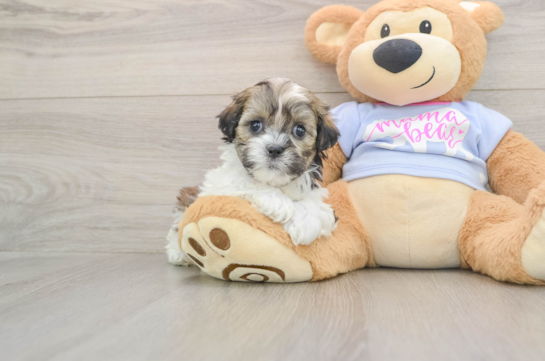 Teddy Bear Puppy for Adoption