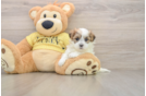 Teddy Bear Puppy for Adoption