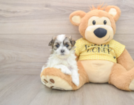 5 week old Teddy Bear Puppy For Sale - Fairfield Furbabies