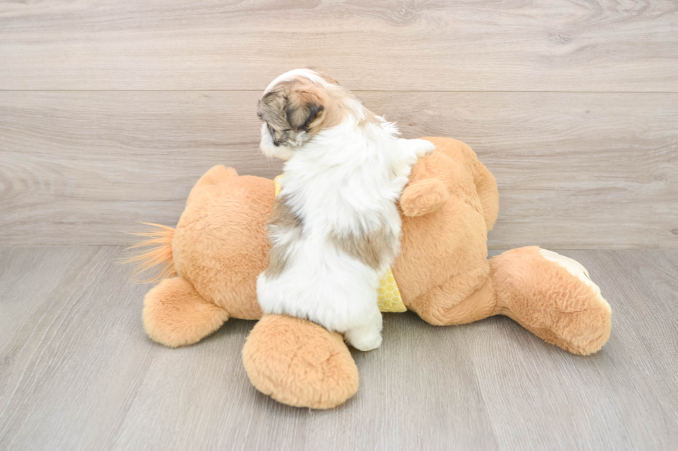 Teddy Bear Puppy for Adoption