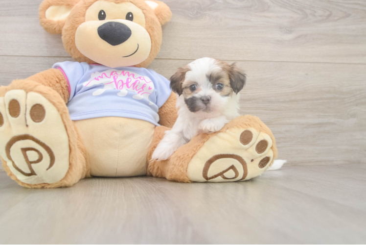 Hypoallergenic Shi Chon Designer Puppy