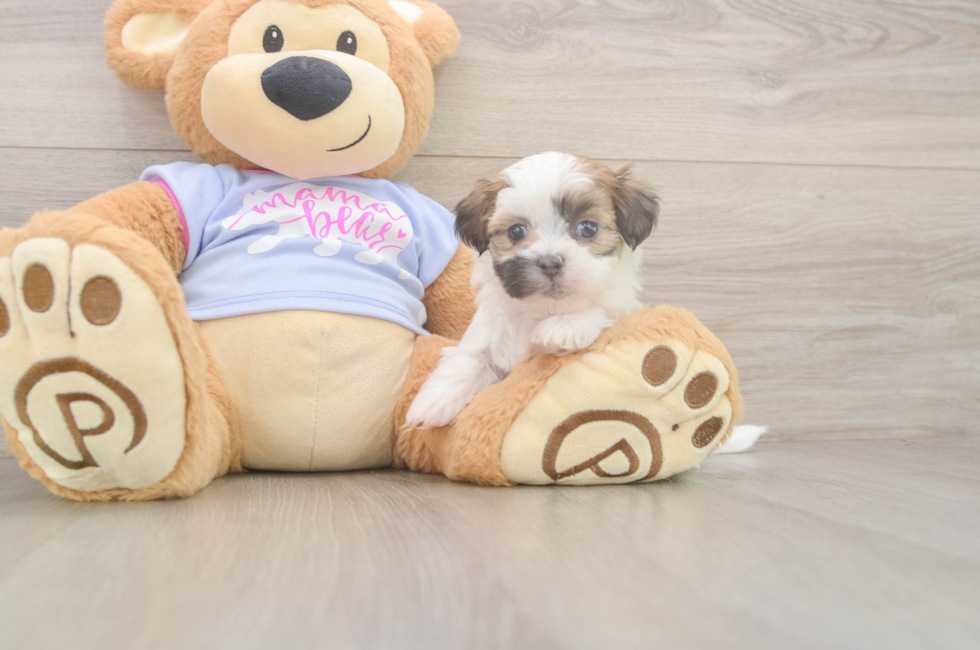 6 week old Teddy Bear Puppy For Sale - Fairfield Furbabies