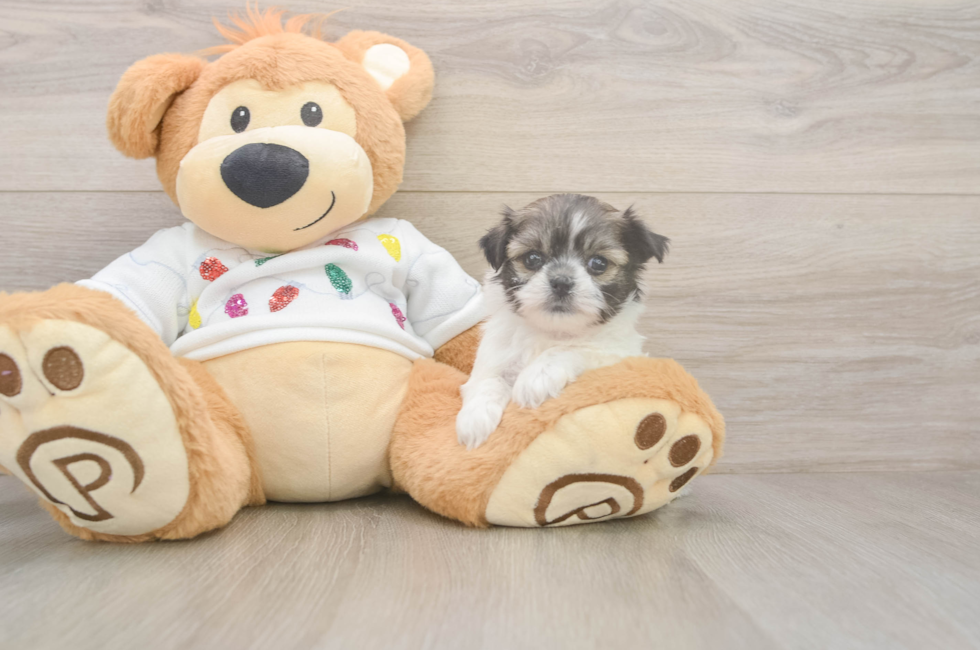 5 week old Teddy Bear Puppy For Sale - Fairfield Furbabies