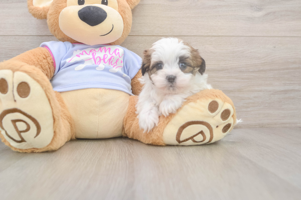 6 week old Teddy Bear Puppy For Sale - Fairfield Furbabies