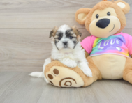 7 week old Teddy Bear Puppy For Sale - Fairfield Furbabies