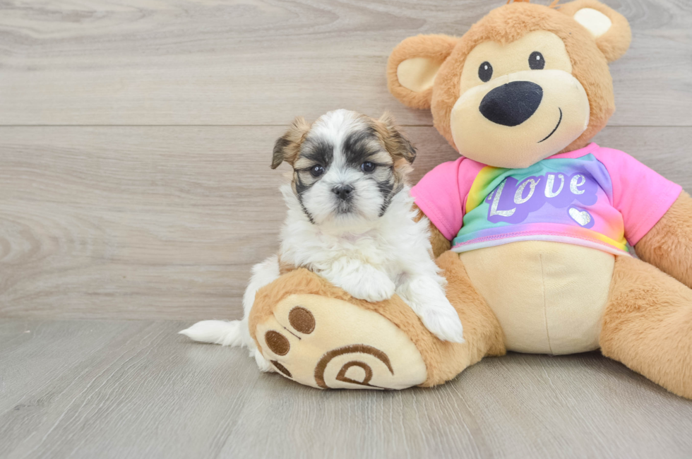 7 week old Teddy Bear Puppy For Sale - Fairfield Furbabies