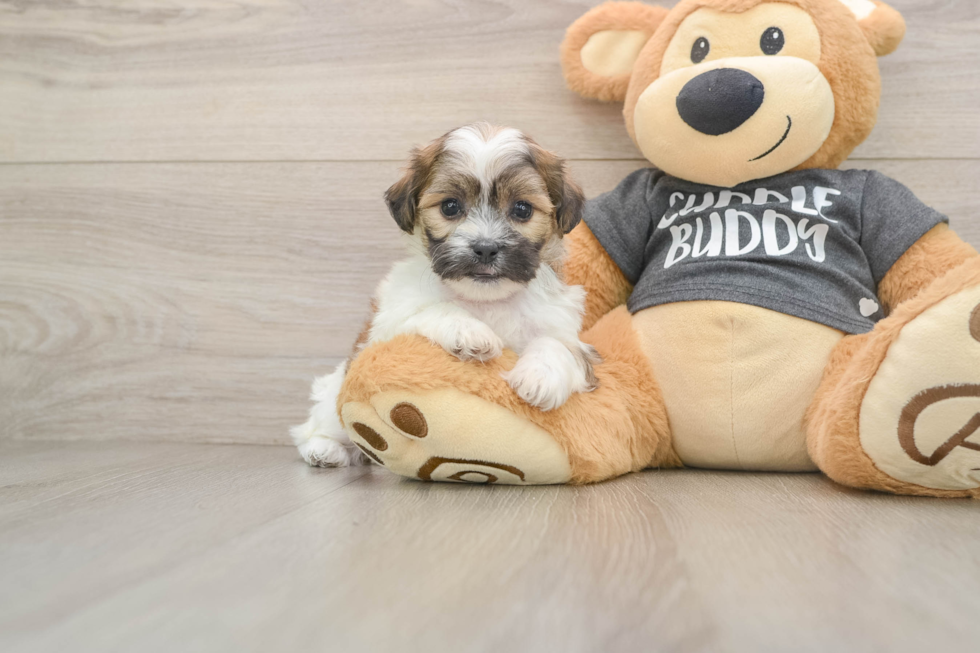 Hypoallergenic Shichon Designer Puppy