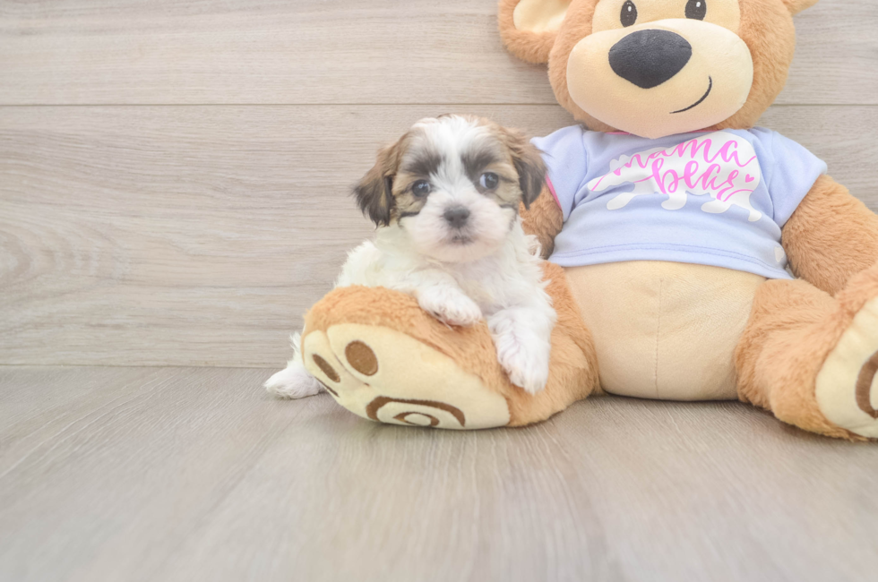 6 week old Teddy Bear Puppy For Sale - Fairfield Furbabies