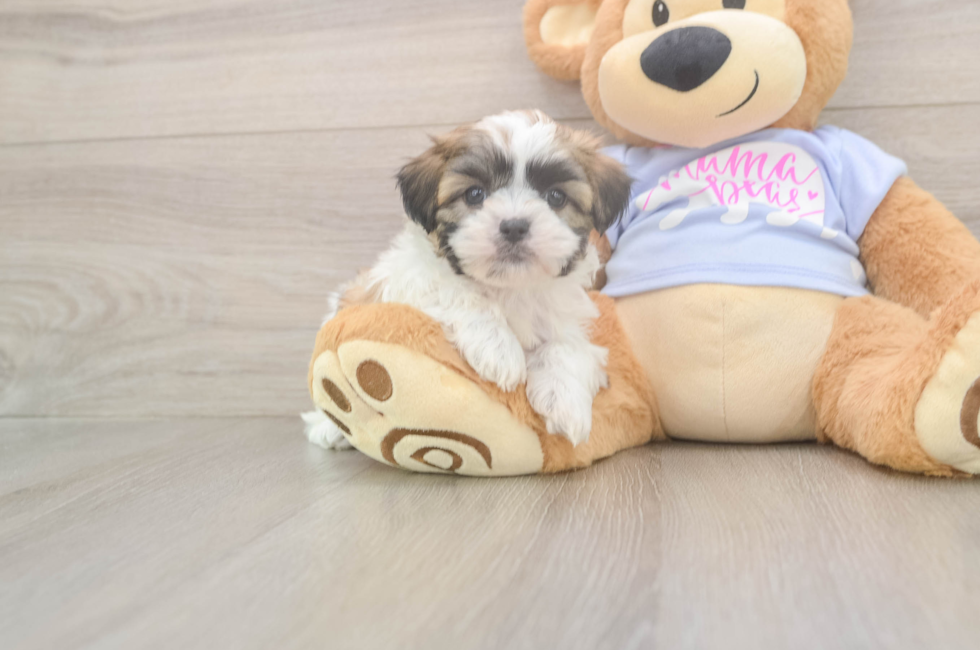 6 week old Teddy Bear Puppy For Sale - Fairfield Furbabies