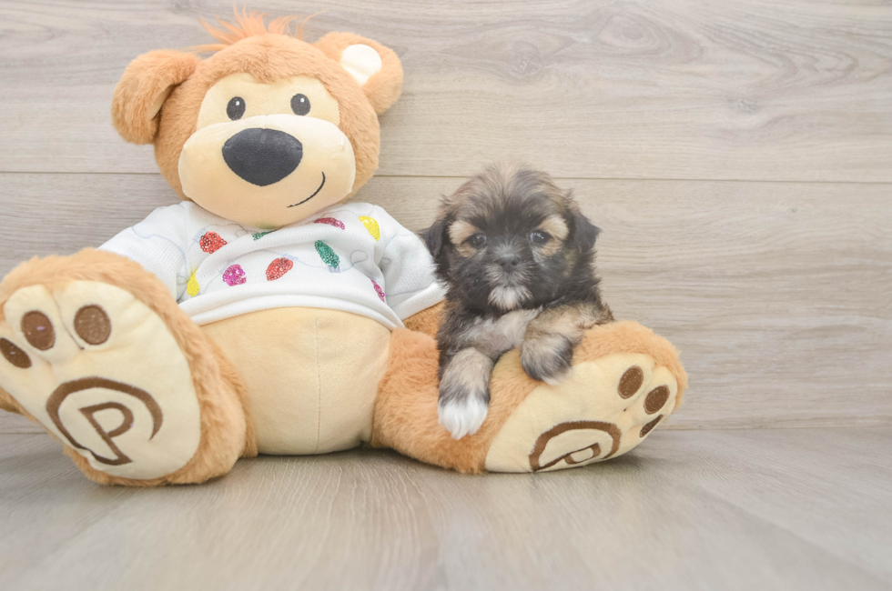 5 week old Teddy Bear Puppy For Sale - Fairfield Furbabies