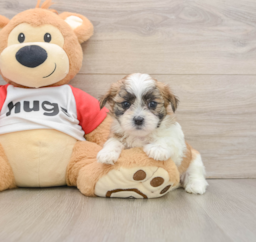 8 week old Teddy Bear Puppy For Sale - Fairfield Furbabies