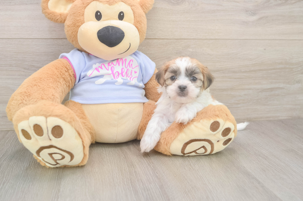 6 week old Teddy Bear Puppy For Sale - Fairfield Furbabies