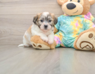 8 week old Teddy Bear Puppy For Sale - Fairfield Furbabies