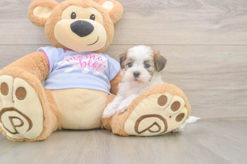 6 week old Teddy Bear Puppy For Sale - Fairfield Furbabies
