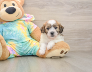 8 week old Teddy Bear Puppy For Sale - Fairfield Furbabies