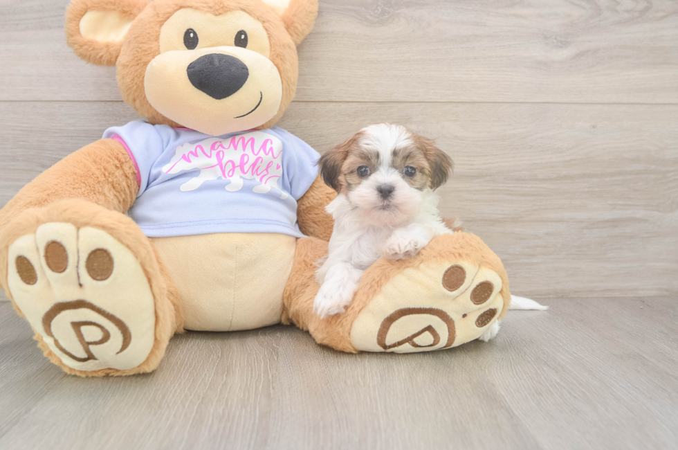 6 week old Teddy Bear Puppy For Sale - Fairfield Furbabies