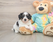 8 week old Teddy Bear Puppy For Sale - Fairfield Furbabies