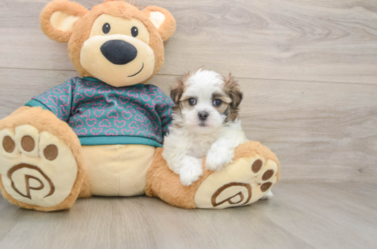 CASSANDRA, a Teddy Bear littermate