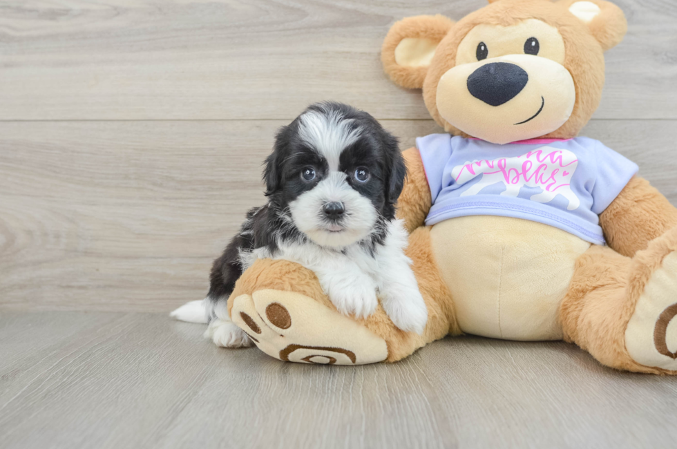7 week old Teddy Bear Puppy For Sale - Fairfield Furbabies