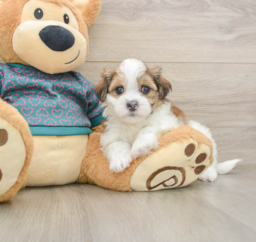 8 week old Teddy Bear Puppy For Sale - Fairfield Furbabies