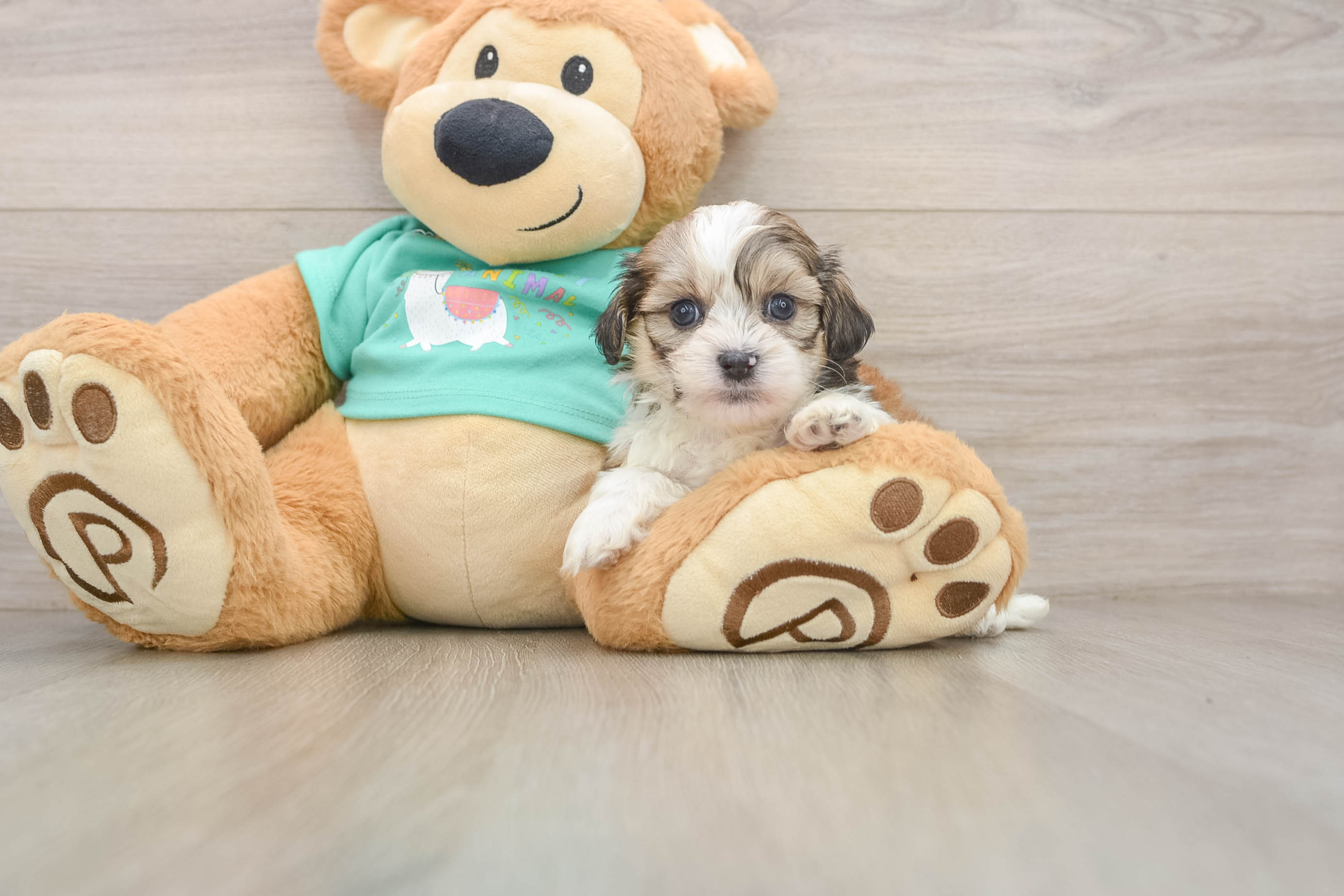Energetic Shichon Designer Puppy