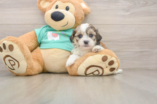 CHADWICK, a Teddy Bear littermate