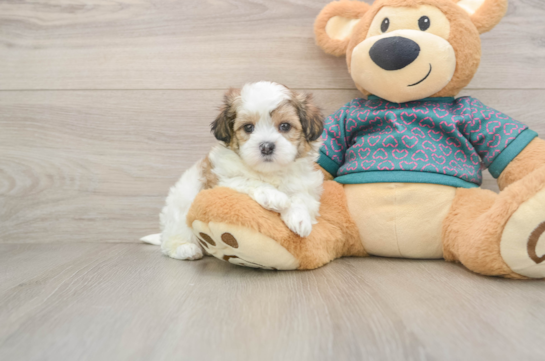 CHANDLER, a Teddy Bear littermate