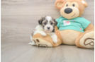 Teddy Bear Puppy for Adoption