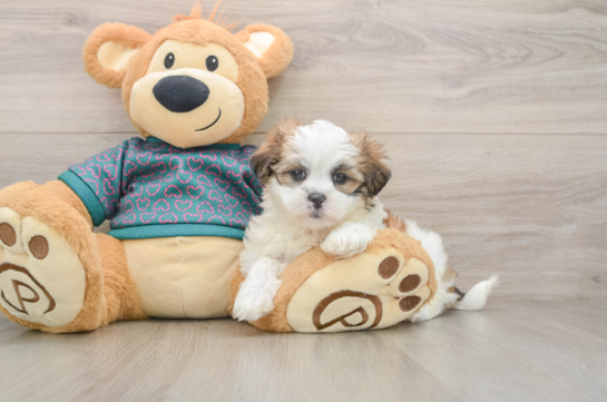 CYNDI, a Teddy Bear littermate