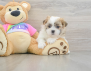 7 week old Teddy Bear Puppy For Sale - Fairfield Furbabies