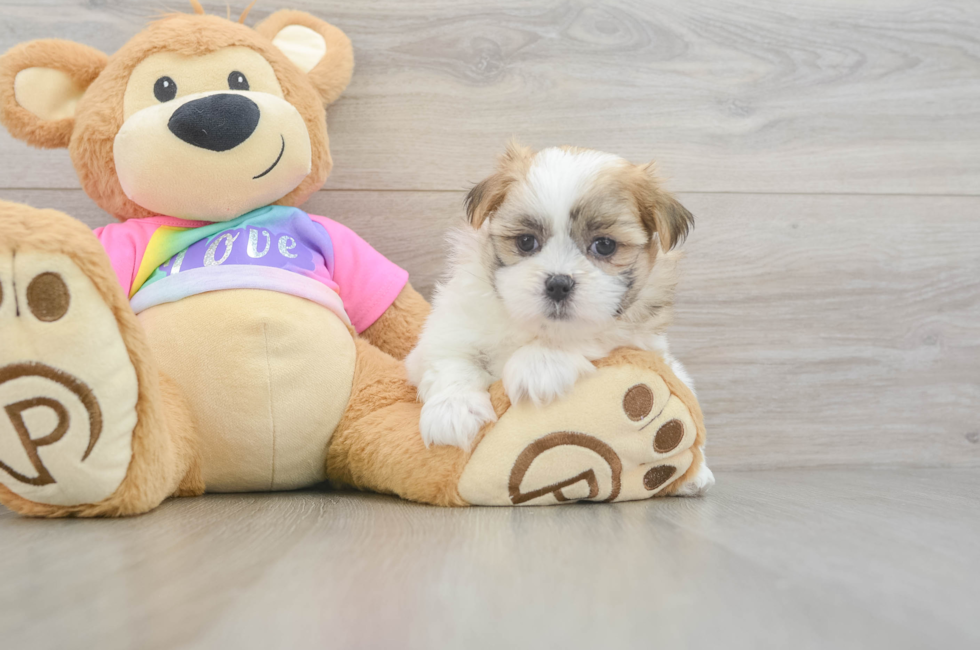 7 week old Teddy Bear Puppy For Sale - Fairfield Furbabies