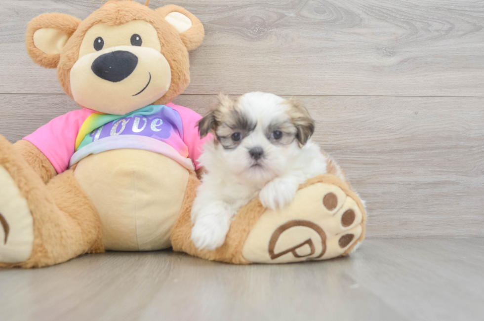 7 week old Teddy Bear Puppy For Sale - Fairfield Furbabies