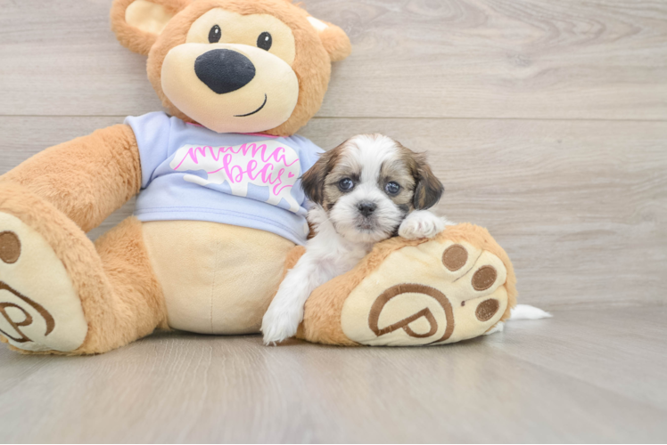Teddy Bear Puppy for Adoption