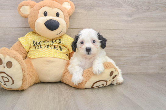 DEB, a Teddy Bear littermate