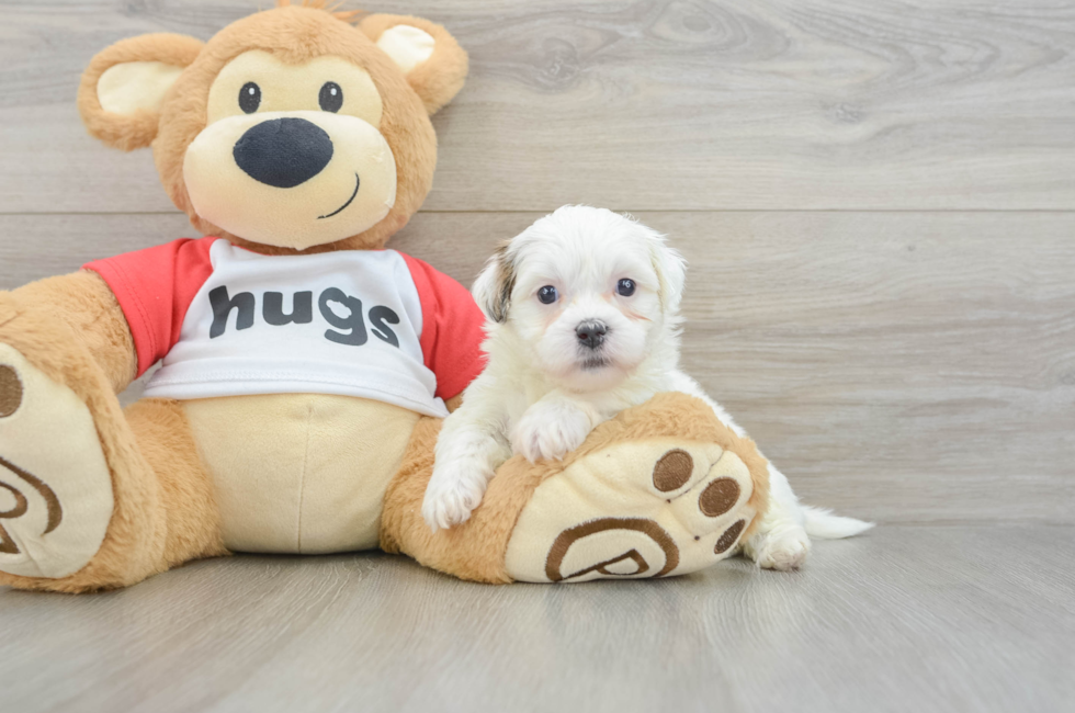 7 week old Teddy Bear Puppy For Sale - Fairfield Furbabies