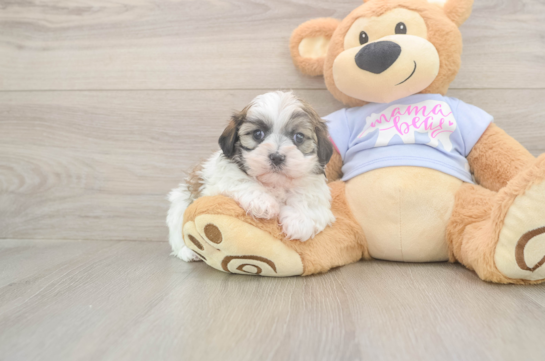 6 week old Teddy Bear Puppy For Sale - Fairfield Furbabies Cute Teddy Bear Baby