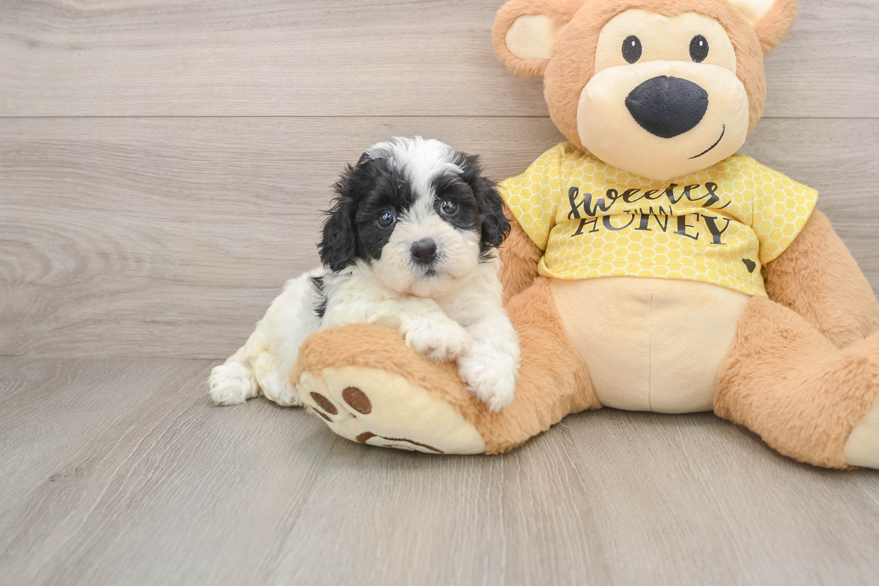 Teddy Bear Puppy for Adoption