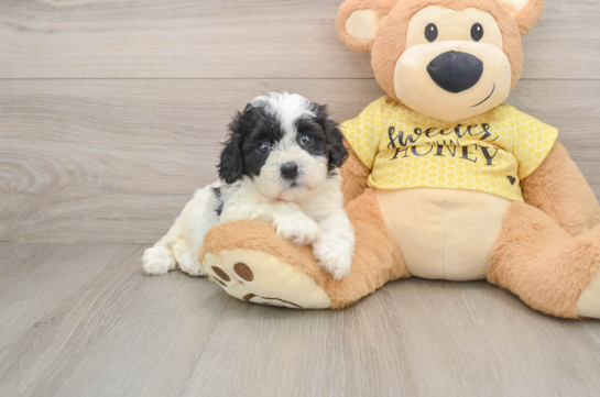 DECKER, a Teddy Bear littermate